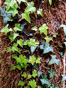 Ivy, dağcı, ortak Ivy, Hedera helix, ağaç, Sarmaşık yaprakları
