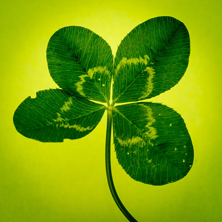 Klee, fyra blad klöver, grön, vierblättrig, Lucky clover, symbol, lycka till