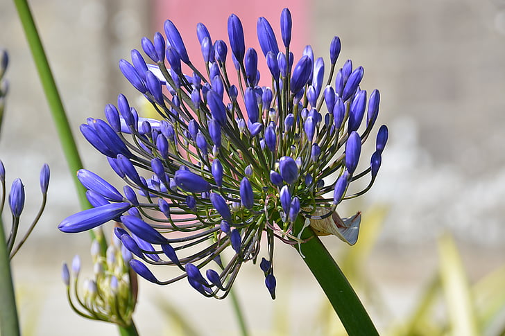 Agapanthus, Lily Afrique, Purple star, fleur, flore, floraison, nature