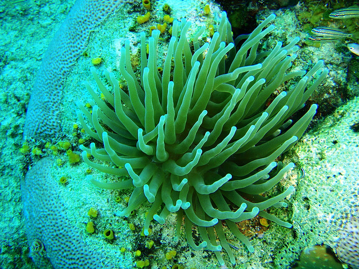 Anemona, Karibská oblasť, San andrés, pod vodou, more, Reef, zviera
