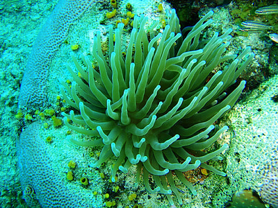 anemona, caribbean, san andres, underwater, sea, reef, animal