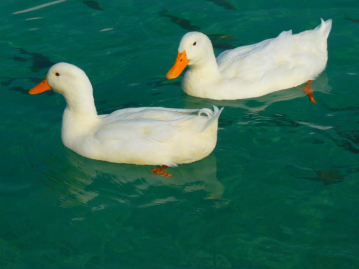 two, geese, Duck, White, Ducks, Animal, Water