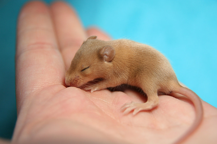 mouse, color mouse, hand, baby, cute, tame, small