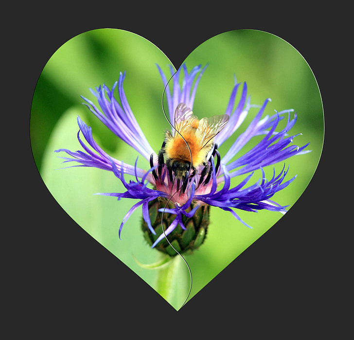 hjerte, blomst, Bee, insekt, grøn, baggrund, design
