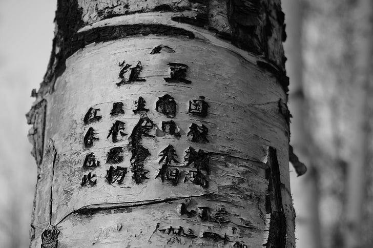 tree, engraved, poetry, trunk, words