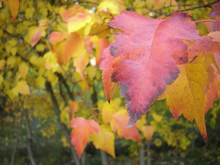 Leaf, faller, färgglada, röd, naturen, hösten, säsong