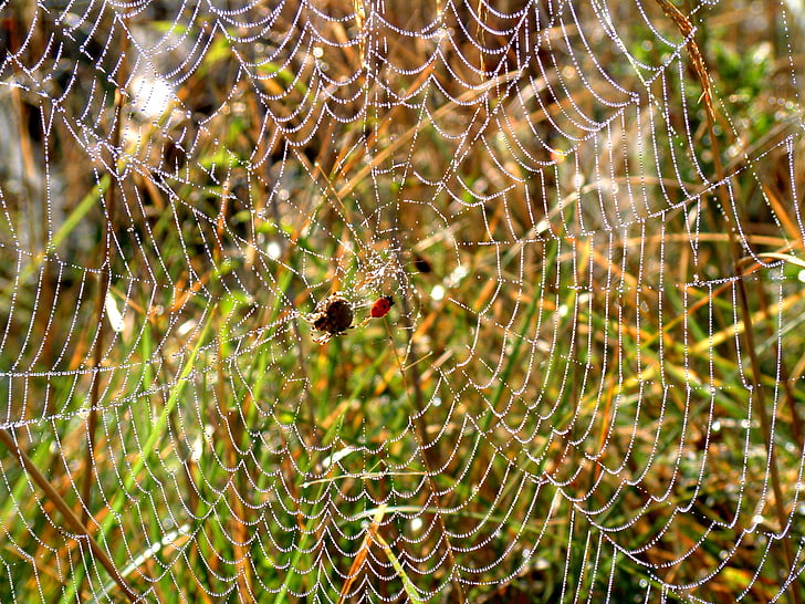 pauk, web, Rosa, jutro, paučina, paukovu mrežu, priroda