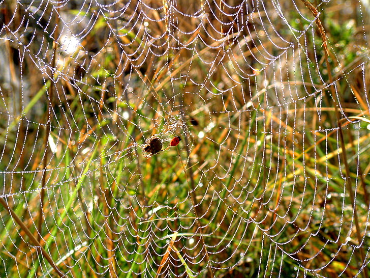 spindel, webben, dagg, morgon, Spiderweb, spindelnät, naturen