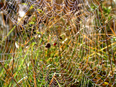 거미, 웹, 이 슬, 아침, 거미줄, 스파이더 웹, 자연