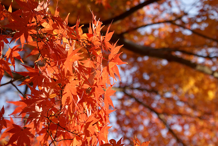 Maple, bordo japonês, Momiji, Outono, folha, natureza, Japonês