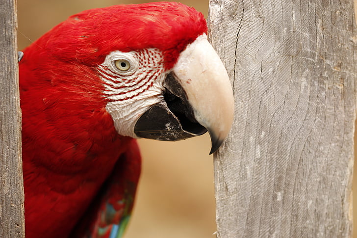 papegøje, Zoo, fugl, farve, eksotiske