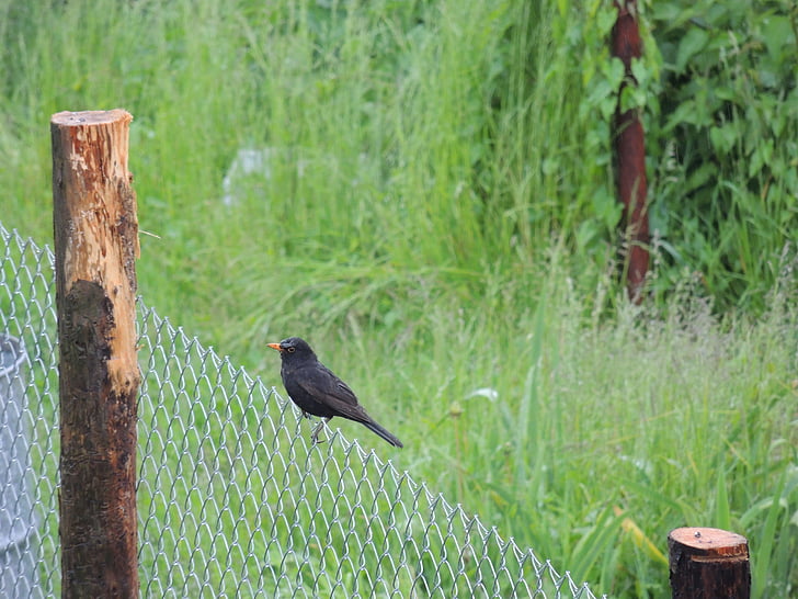 птица, ограда, трева, дъжд, изчакване, лов