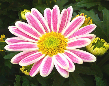 garden chrysanthemum, pot plant, pink, white, flower, bloom, blossom