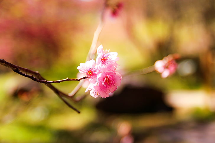 bunga, Sakura, merah muda, pemandangan, tanaman