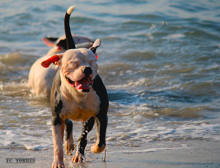gos, feliç, platja, animal de companyia, animals