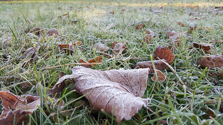 first froze, frozen, list, autumn, grass, winter, cold