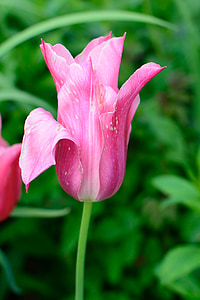 Tulipa, flor, flor, flor, Primavera, planta, vermelho