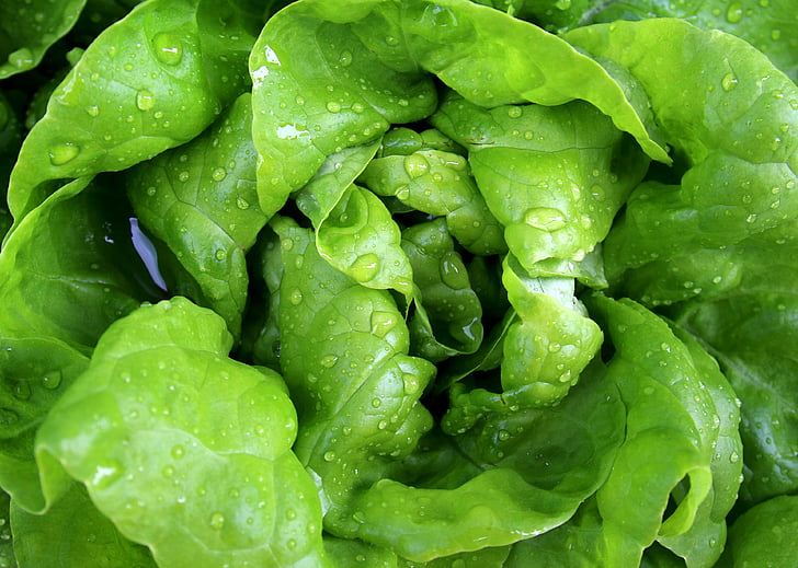 salad, leaf lettuce, lettuce, head of lettuce, frisch, drop of water, vegetable garden