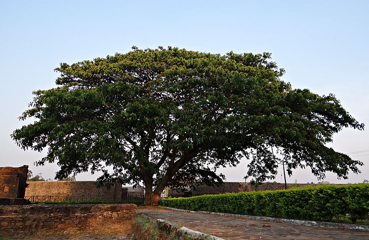 Albizia saman, árbol de lluvia, kittur, Karnataka, India, árbol, orgánica