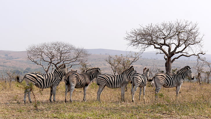 Zuid-Afrika, Hluhluwe, Zebra 's, wild dier, structuur, Zebra, Afrika