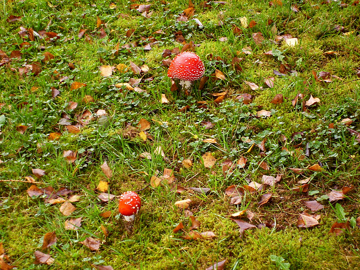 houby, Fly agaric, louka