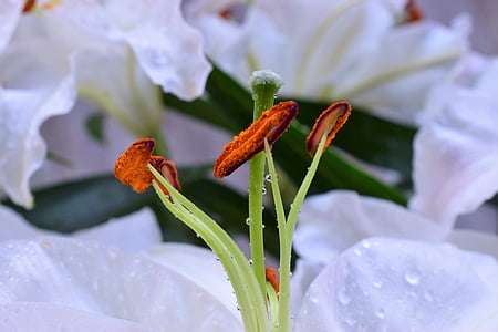 lírio, flor, carimbo de flor, Branco, natureza, planta, close-up