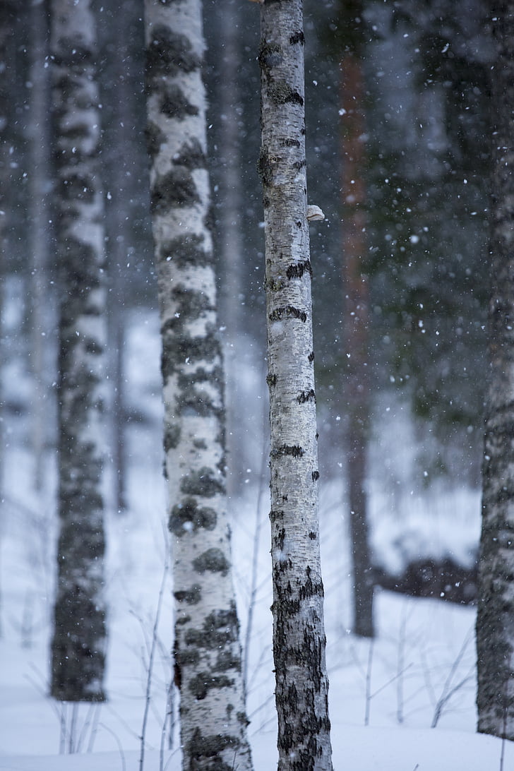 drzewo, zimowe, Ramka, śnieg, mróz, Fiński, lasu