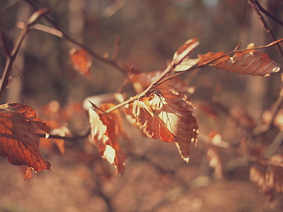 makro, shot, sušené, listy, stromy, podzim, na podzim