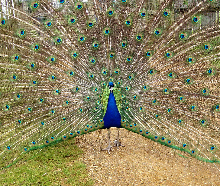 Peacock, vogel, blauw, veer, natuur, dier, patroon