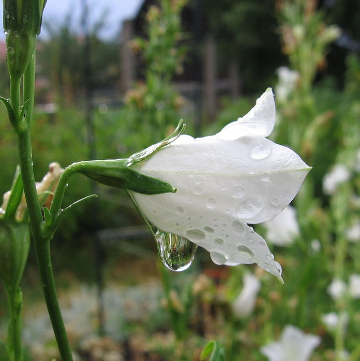 Bellflower, vit, droppe vatten, blomma