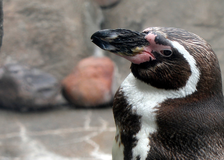pingviin, Zoo, lind, Wildlife