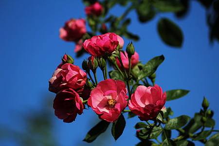 Троянда, Анжела, рожевий, завод, квітка, Природа, немає людей