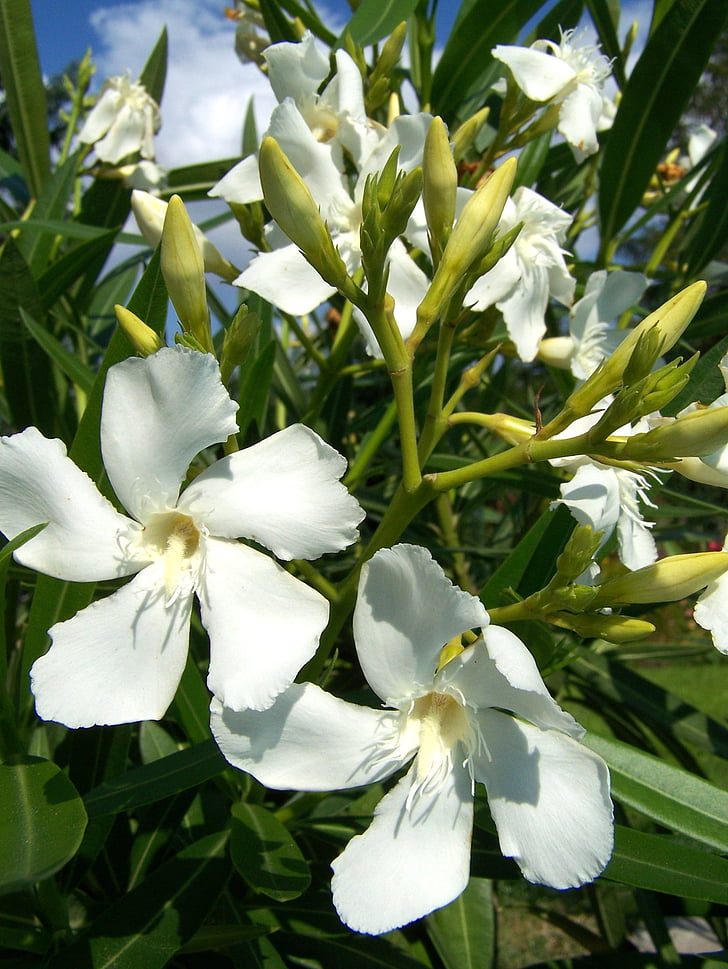 Oleander, hvit blomst, blomst, hvit, hage, Sommer