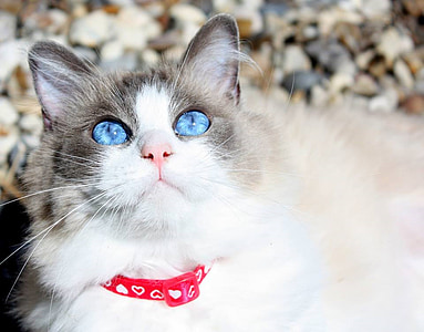 kaķis, Ragdoll cat, tīršķirnes, burvīga, acis, seja, rozā