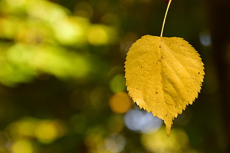 leaf, yellow, leaves, autumn, fall foliage, nature, colorful