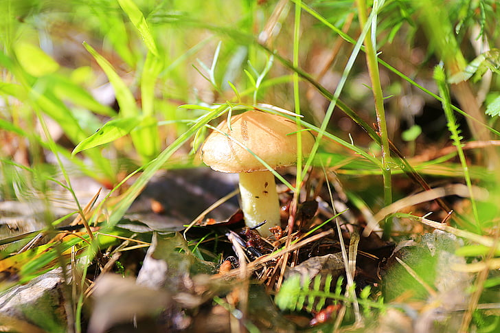 mushrooms, greasers, forest, nature, brown, summer, cap