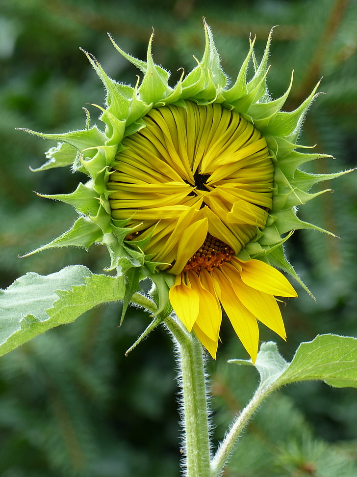 sun flower, shy, bud, young, yellow, close, yellow flower