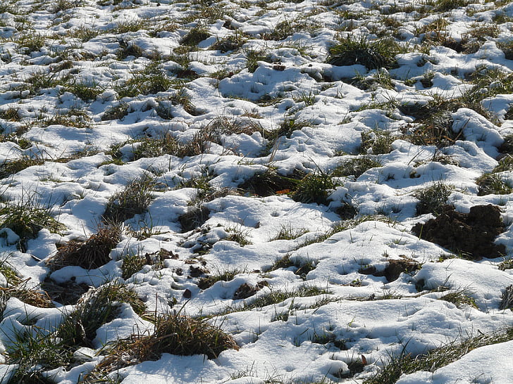 louka, pole, zasněžené, sníh, Zimní, chlad, Frosty