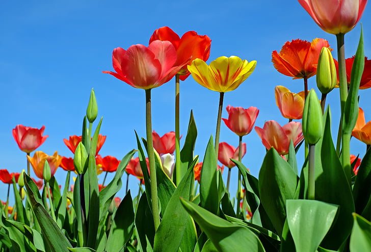 tulipes, flors, flor, vermell groc, primavera, camp de tulipa, florit