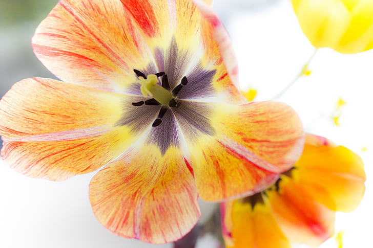 tulip, tulips, flower, nature, flowers, spring, plant