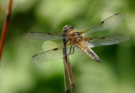 insektov, Dragonfly, štiri obliž, blizu, ena žival, živali teme, pajek