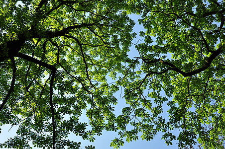 trees, greenery, leaves, leafy, branches, foliage, flora