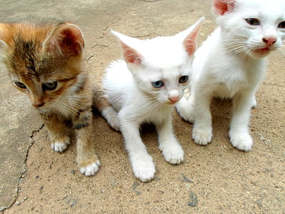 katės, kačiukai, gyvūnai, Žinduoliai, kūdikis, mažas, katytė