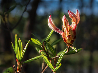 Pinxter Blume, wilde Azalee, Rhododendron periclymenoides, Rosa Azalee, Wildblumen, Frühling