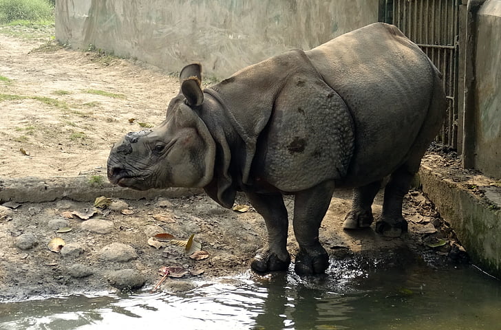 rhinocéros, une corne, animal, sauvage, faune, en voie de disparition, Rhino