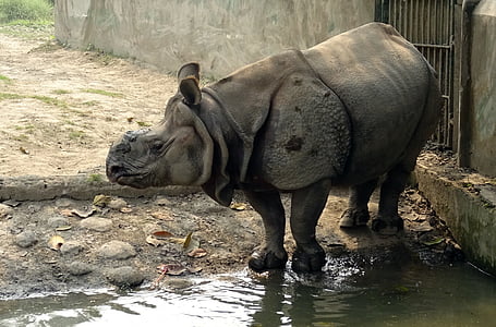 Rinoceronte, um chifre, animal, selvagem, vida selvagem, em perigo, Rinoceronte