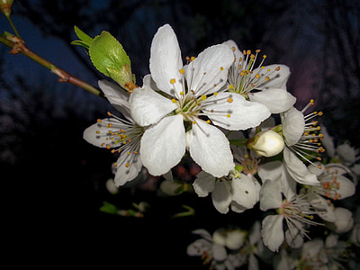 filialas, obuolių žiedų, balta, obelis, gėlės, pavasarį