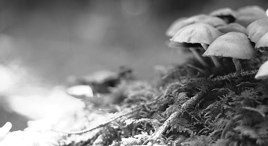 houby, Příroda, živě, Houbaření, Les, podzim, toxický