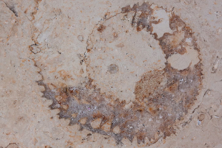 petrification, fossiele nautilus, fossiele, Solnhofener kalksteen platen, kalksteen, Jura, gepolijste oppervlak