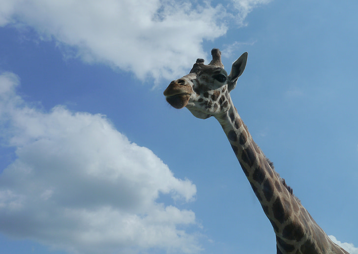 giraff, Afrika, Serengeti, Sky, blå, moln, giraff från botten